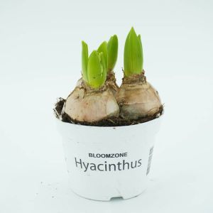 Hyacinth White in pot