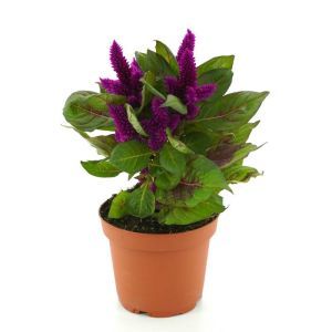 Celosia Purple 12 cm Pot