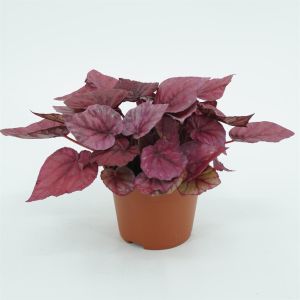 Begonia dark red