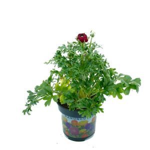 Ranunculus Red 10 cm