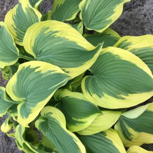 Hosta Broad Band (1)