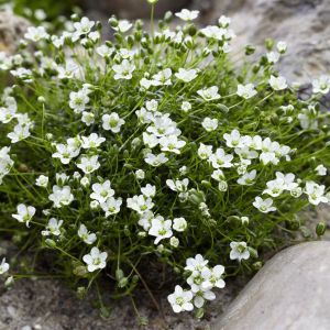 Sagina subulata