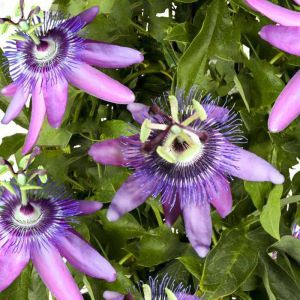 Passiflora Betty Miles Young 11 cm pot