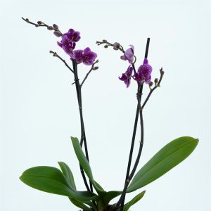 purple rain orchid option