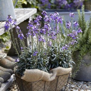 Erysimum Bowles' Mauve