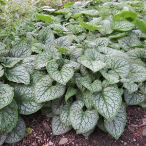 Brunnera macrophylla Silver Spear
