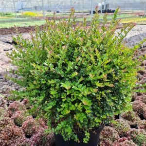 Lonicera Copper Glow