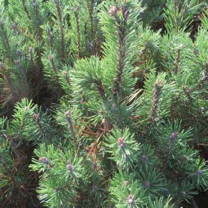 Pinus mugo mugo 9 cm pot