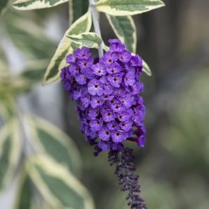 Buddleja davidii Harlequin