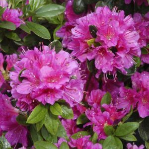 Rhododendron Geisha purple 9 cm pot