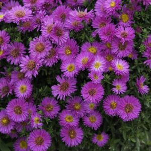 Aster Starlight (Purple)