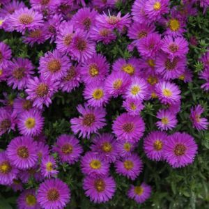 Aster novae belgii  Purple 11 cm