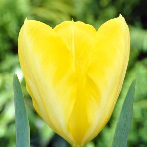 Tulip Fosteriana Yellow Purissima 11/12