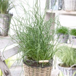 Juncus effusus Spiralis