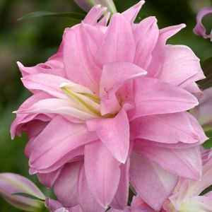Lilium Oriental Lotus breeze 12/14