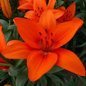 Lilium asiatic Orange Summer 12/14 cm