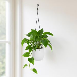 166029 Hanging pot Cresta 19cm
