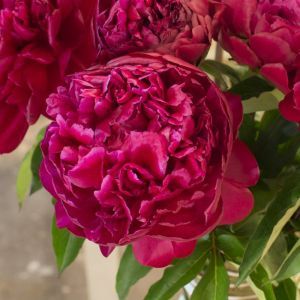 Paeonia Highlight Bare root