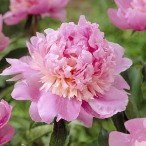 Paeonia Mons Jules Elie Bare root