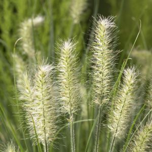 Pennisetum alopecuroides Little Bunny
