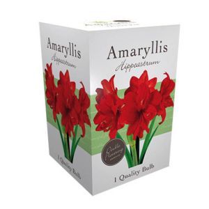 Amaryllis Doppelrot