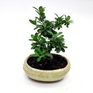 Bonsai Pyracantha 15 cm