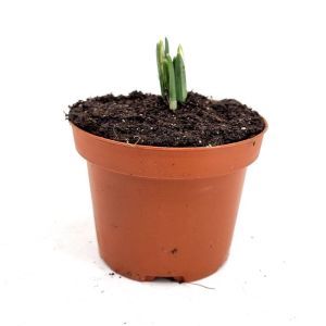 Galanthus nivalis 9 cm topf