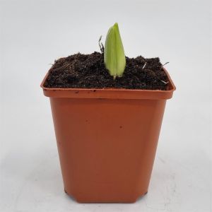 Allium White