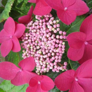 Hydrangea macrophylla Red Bull 20210510 5