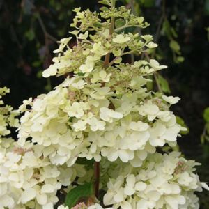 Hydrangea pan Petite Lantern