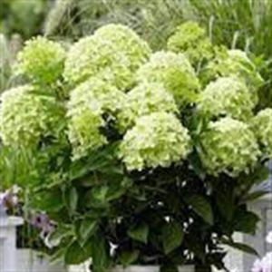 Hydrangea pan Whitelight