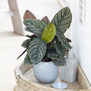 Calathea Ornata