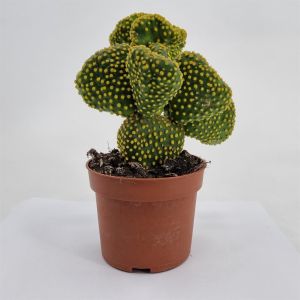Opuntia Cristata 10