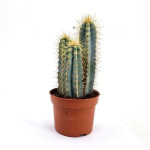 Cactus Pilosocereus azureus 10.5 cm Topf