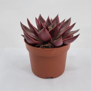 Echeveria Antaris 10