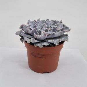 Echeveria crispy beauty 10