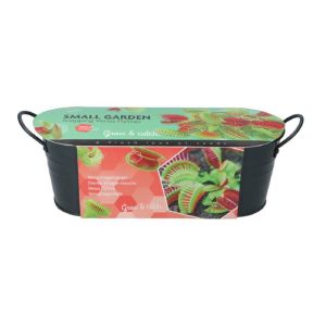 Venus flytrap 085456