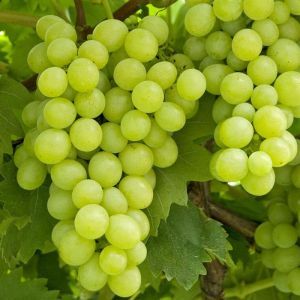Weintraube Vitis vinifera Lakemont kernlos 120 cm