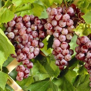 Weintraube Vitis vinifera Suffolk Red 120 cm