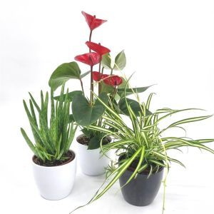 Luftreinigende Pflanzen Kollektion Aloe Vera