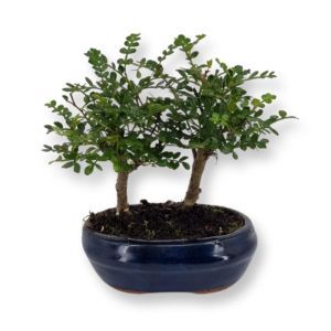 Bonsai Zanthoxylum Forest 12 cm pot