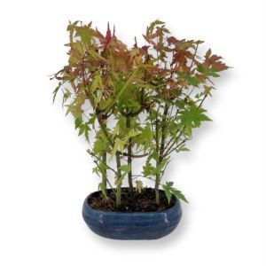 Bonsai Acer Palmatum 19 cm topf