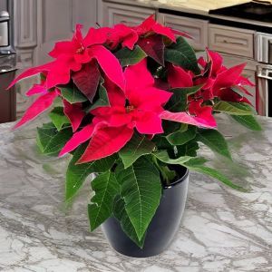 Poinsettia Dark Red