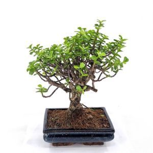 Bonsai Jade Broom 20 cm