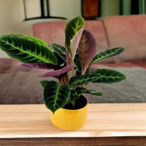 Calathea Warscewiczii