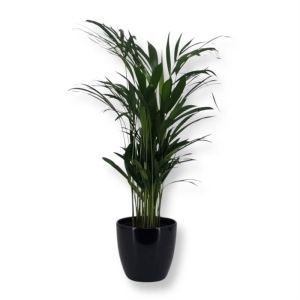 Areca palm-Dypsis lutescens 17 cm pot