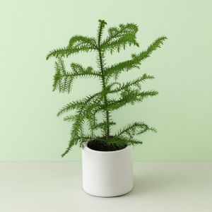 Araucaria 12 cm pot Studio
