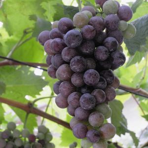 Vitis Vinifera (als Blauer Burgunder)