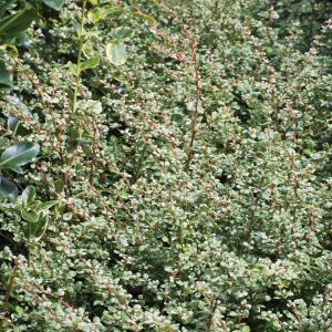 Berberis Thunbergii Silver Beauty