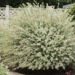 Salix Hakuro Nishiki